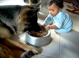 Κόντρα μωρού με σκύλο για το φαγητό!
